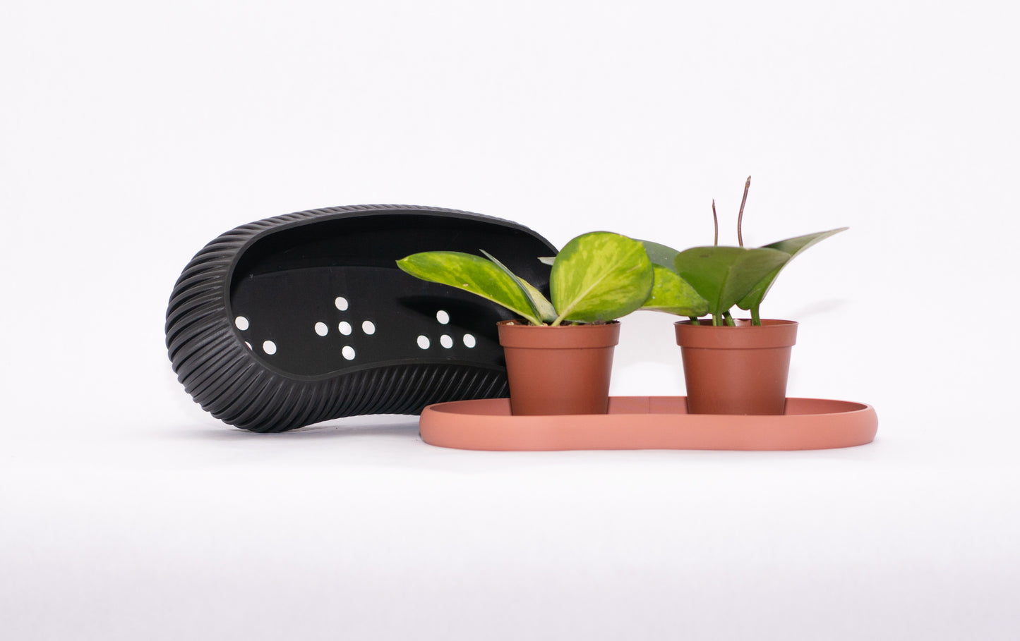 Mustard Seed Planter