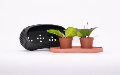 Mustard Seed Planter