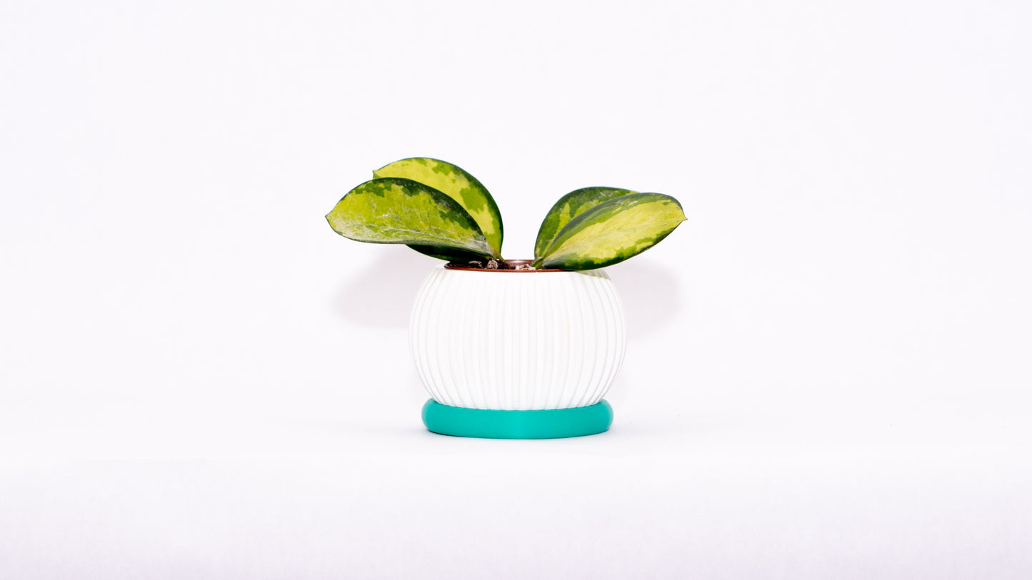 Sprout Magnetic Mini Planter