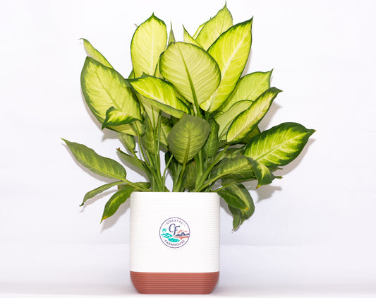 Cornerstone 8" Deep Planter with Integrated Drip Tray