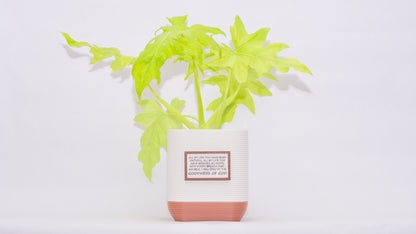 Cornerstone 6" Deep Planter with Integrated Drip Tray